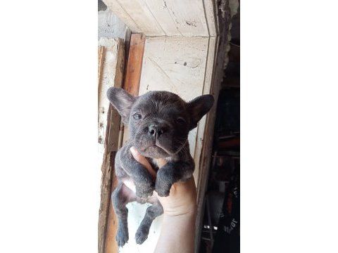 French bulldog yavrular sıfır burun sıfır kuyruk