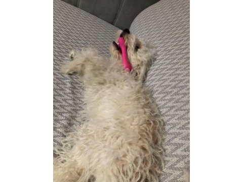 Sahiplendirilecek köpeğimiz