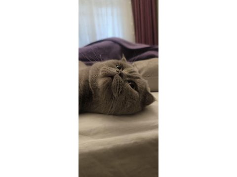 Scottish fold behlül e iyi bakacak bir yuva arıyoruz