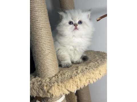 British longhair silver point mükemmel kızlar