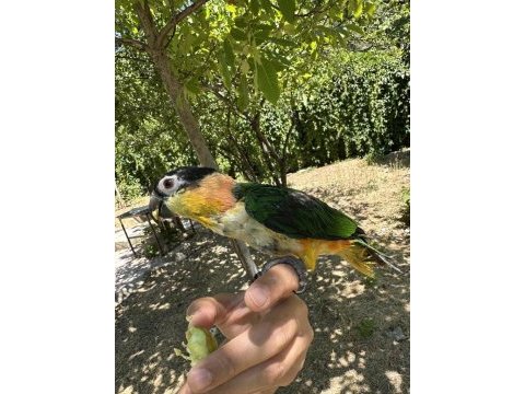 Evcil kayık papağanı kafesi ile birlikte