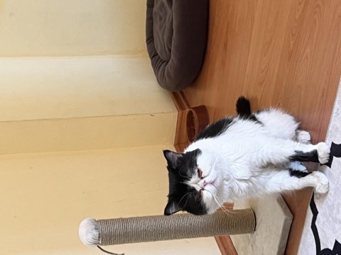 3 yaşında erkek exotic shorthair sahiplendirilecektir