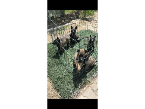 Safkan belçika malinois