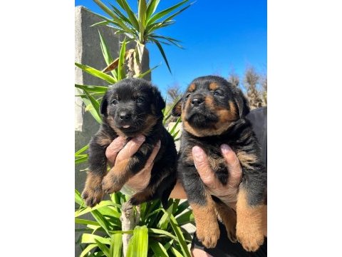 Koca kafalı rottweiler yavrular