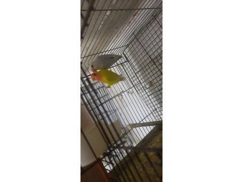 Sevda papağanı bebekler