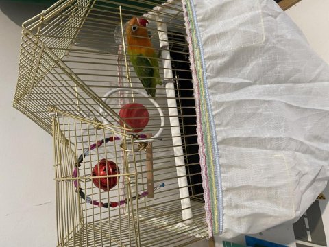 Kafesiyle birlikte verilecek kuşumuz