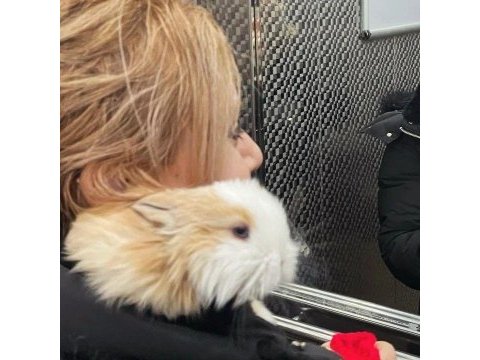 Safkan mini lop tavşan yavruları