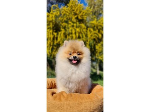 6 aylık dişi şecereli teddy face pomeranian boo