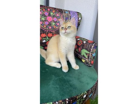 Safkan golden yavru kedimiz