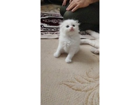 Tatlı kedim olgam