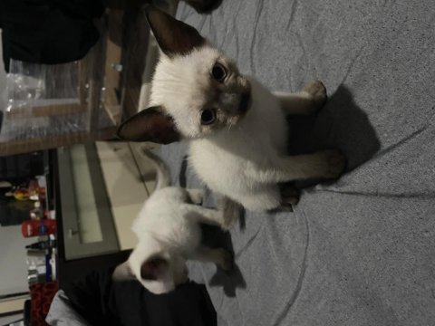 2 aylık siyam kedileri