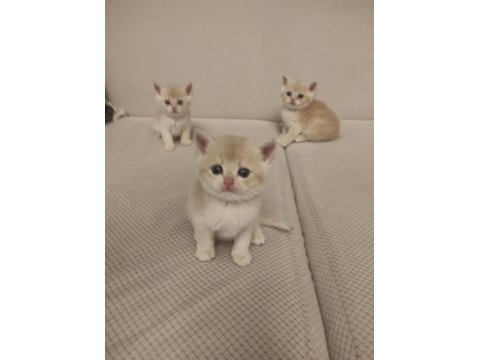 Ay-12 gold british shorthair
