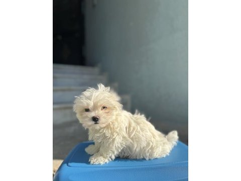 Orjinal maltese terier bebekler
