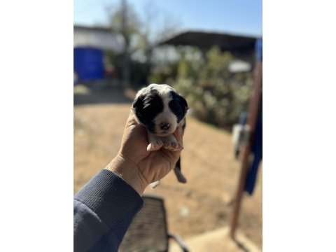 Üreticiden uygun fiyatlı border collie bebekler
