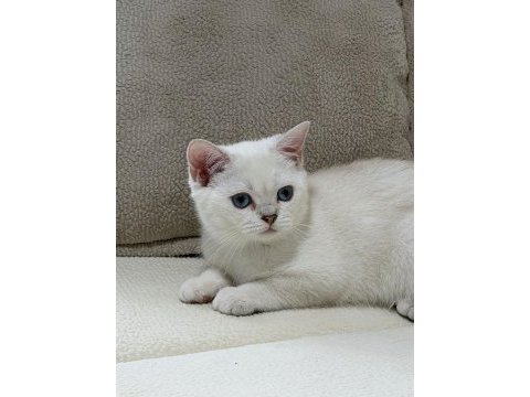 Sahibinden british shorthair kedisi