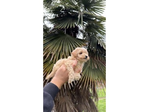 Saf kan kore maltipoo yavrumuz yeni yuvasına hazır