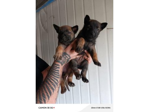 Belçika malinois yavrularımız ırk garantilidir