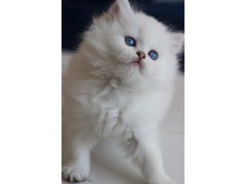 Show kalite british longhair