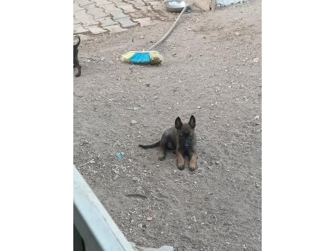 Belçika malinois