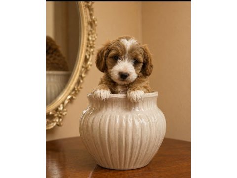 Harika poodle çocuklar