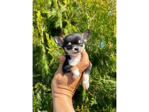 Şivava (chihuahua)