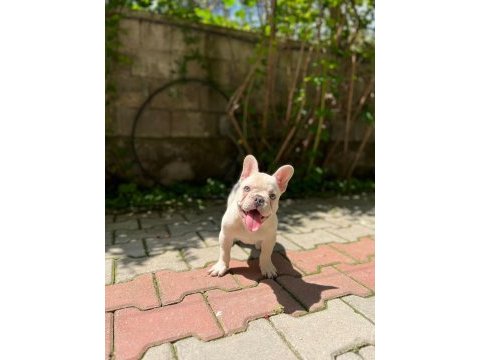 A kalite renk renk french bulldog