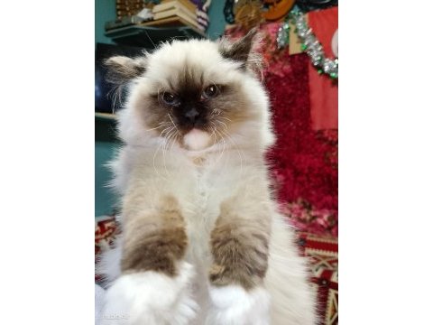 Ragdoll seal mitted erkek yavrum ailesini arıyor