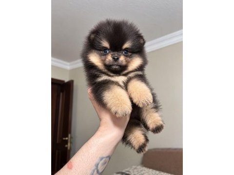 Pomeranian ayıcık black tan