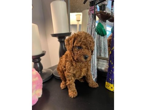 Kore kan poodle köpekler
