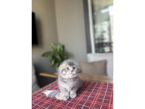 Scottısh fold ayı surat yavrularım 