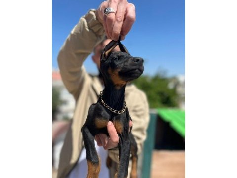 King siyah kızıl doberman yavrular