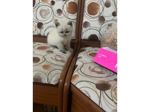 Scottish fold blue point ayı surat yavru
