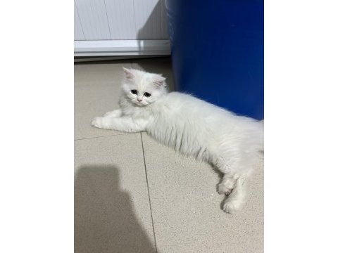 Dişi british longhair