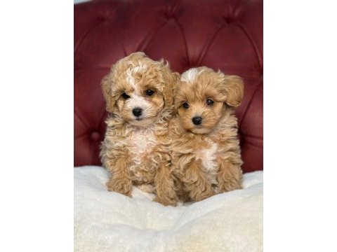 Poodle ayarında wc eğitimli maltipoo lar