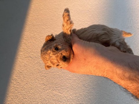 Kore minik toy poodle oyuncak