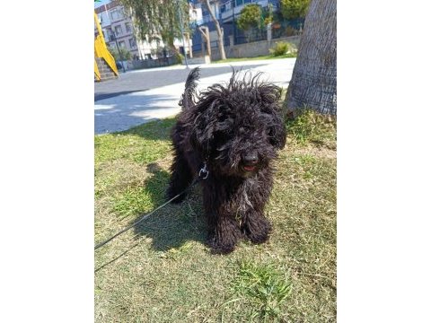 Eylül doğumlu toy poodle
