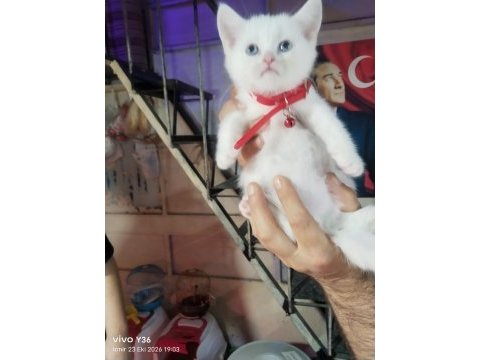 Yavru kedimiz yeni yuvasına gitmeye hazır