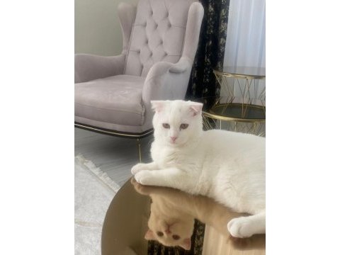 Scottish fold erkek kedime dışı kedi arıyorum