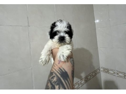Safkan 0 numara morkie