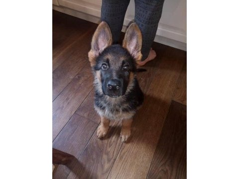 Alman kurdu köpeğimiz