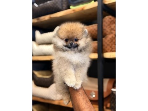 Mersin pomeranian boo