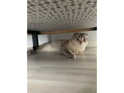 Scottish fold erkek kedimiz