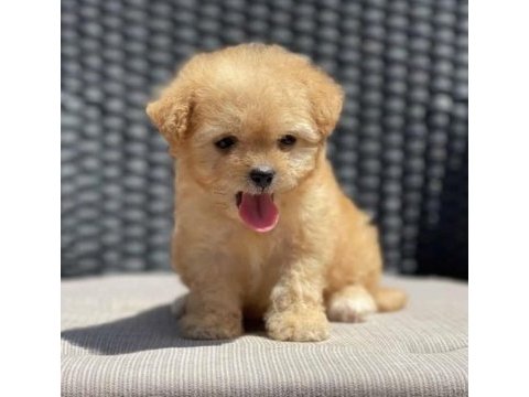 Resmi işletmeden maltipoo yavruları