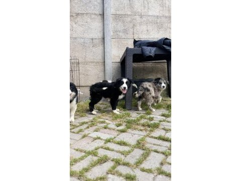 Siyah beyaz border collie yavrular