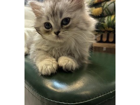 Silver british longhair yavrumuz