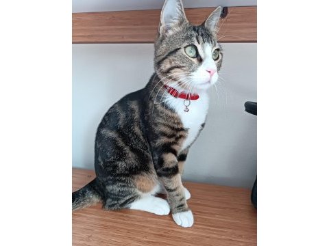 Kedime acil yuva arıyorum