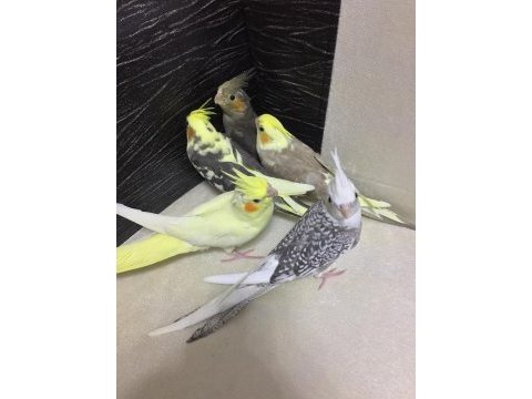 45 günlük sultan papağanı a kalite seç al en iyileri