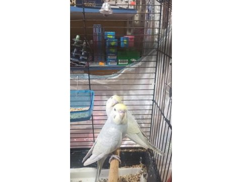 Yavru reninbo ve yumurtalı takımlar