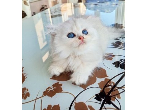 Ev üretimi kedi yavrumuz longhair