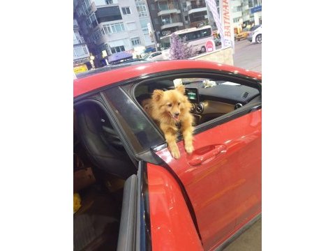 8 aylık karnesi var çipi takılı tilki surat pomeranian